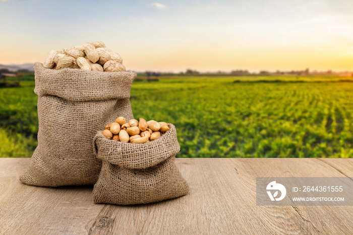 Roasted peanuts in burlap bag and raw peanuts in nutshell, background is peanut farm