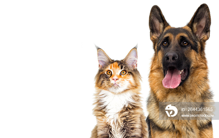 cat and dog looking on a white background isolated