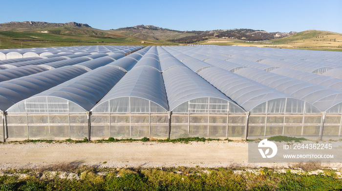 Greenhouse plant cultivation – glasshouse farms growing cultivation – vegetable production in greenhouse – exterior of tunnel greenhouse for agriculture – horticulture in plastic glasshouse