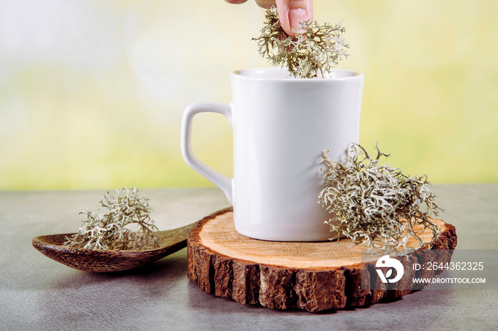 Grey reindeer lichen ( Cladonia rangiferina ) used to make herbal medicine tea drink. Person put plant in tea cup.