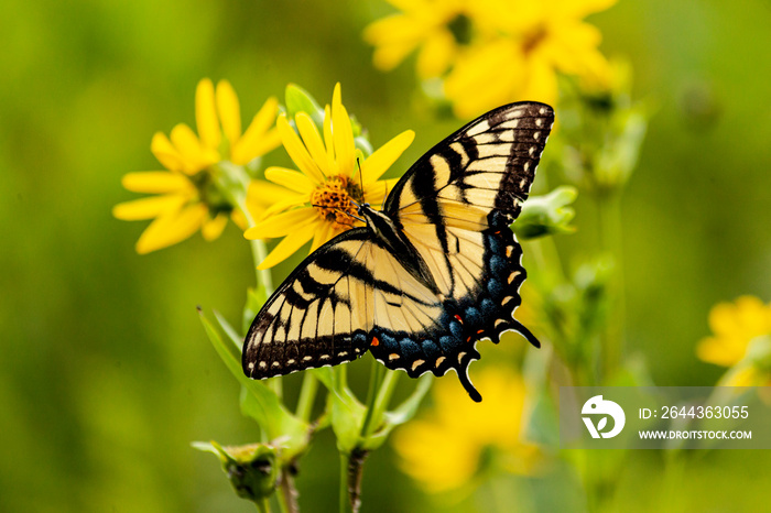 A tiger swallowtail butterfly feeding on the nectar of cup plant with a green background.