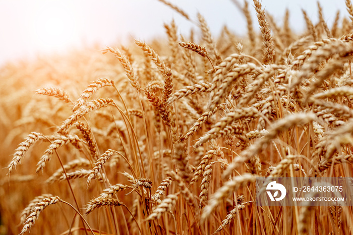 Wheat field with yellow ripe spikelets close up