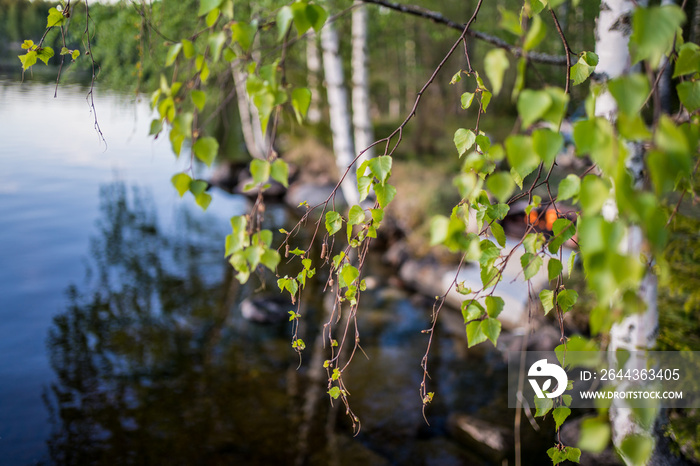 birch and lake with kokko