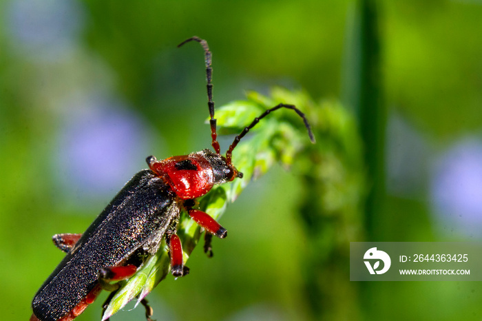 Insect on the grass