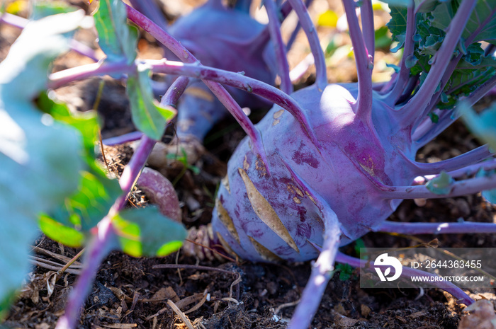 Organic purple kohlrabi cabbage growing in garden ready to harvest