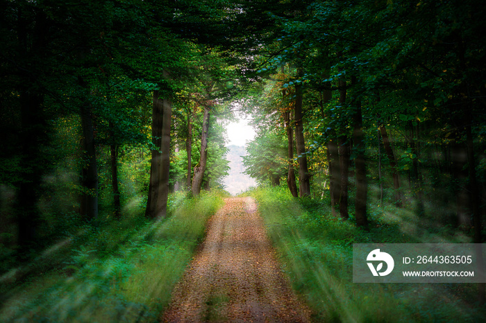 Sunrays from a forest clearing into a green forest with a straight path