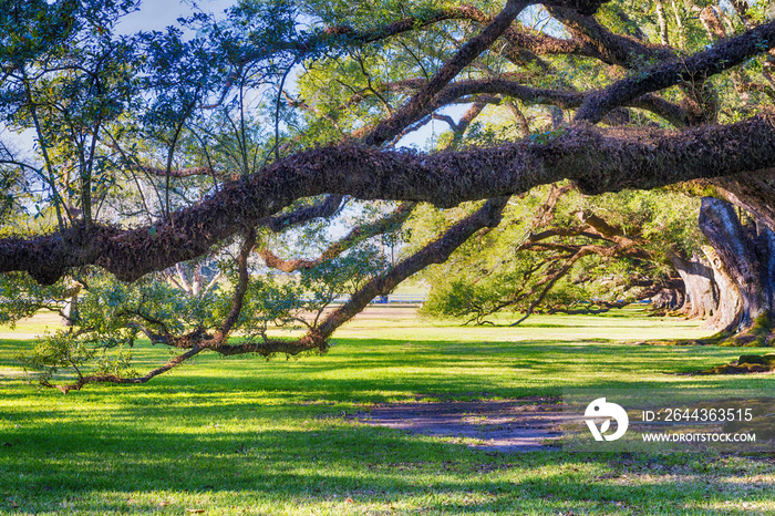 Oak Alley Plantation. Louisiana - Trees and garden