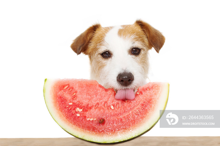 Summer dog eating watermelon. Isolated on white background.