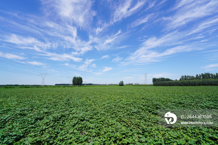 Sweet potatoes are in the field