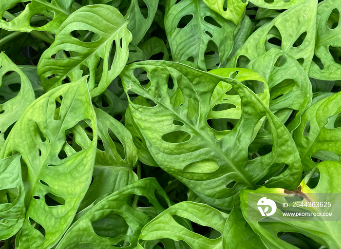 Top view closeup of isolated green leaves (monstera obliqua leichlinii) with natural perforations