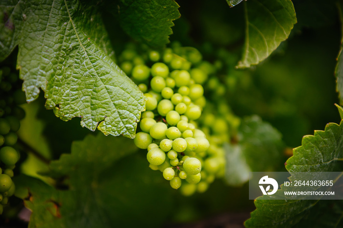 Vines on Mornington Peninsula in Australia