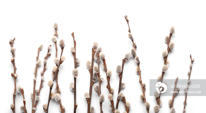 Pussy willow branches isolated on white background