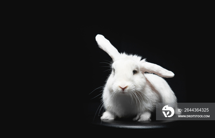 White fluffy rabbit with long ears on black isolated background