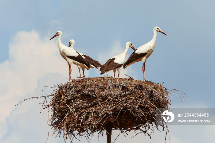 A family of four storks standing in the nest