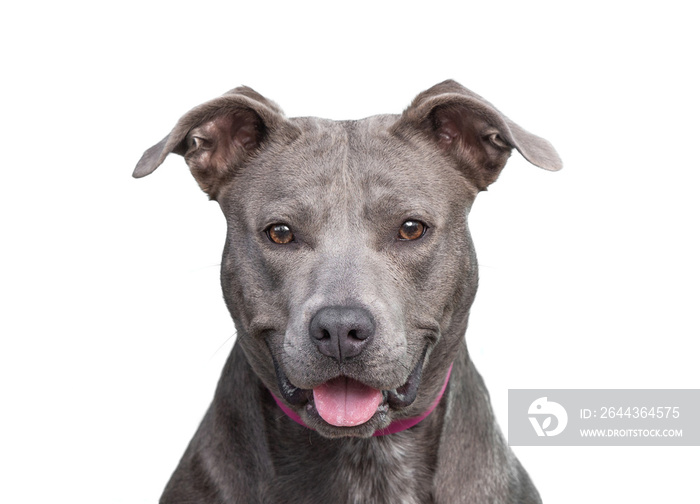 cute shelter dog portrait on a white isolated background