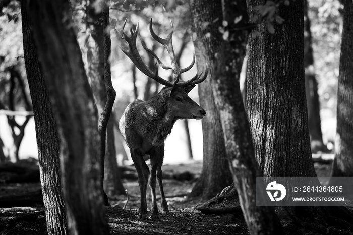 Deer in the forest