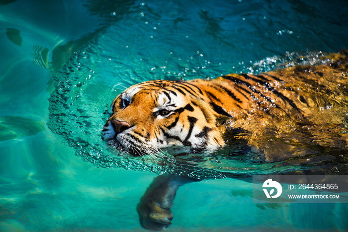 swimming tiger