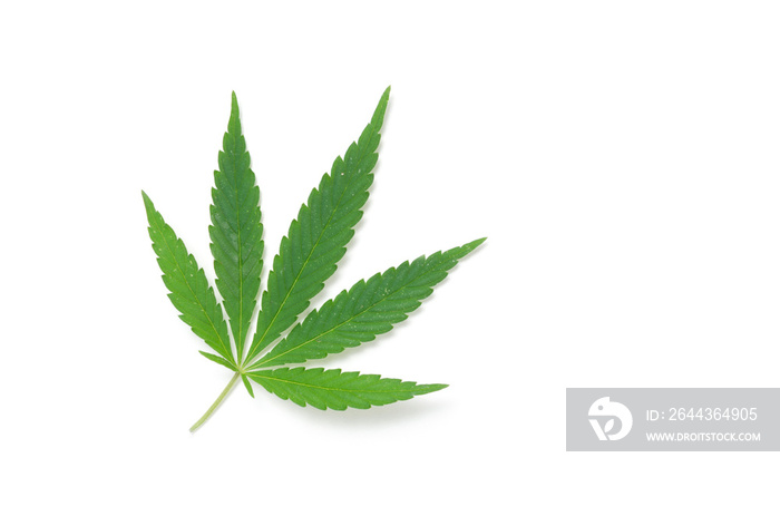 Hemp leaf on white background.Medicinal plant, drug.