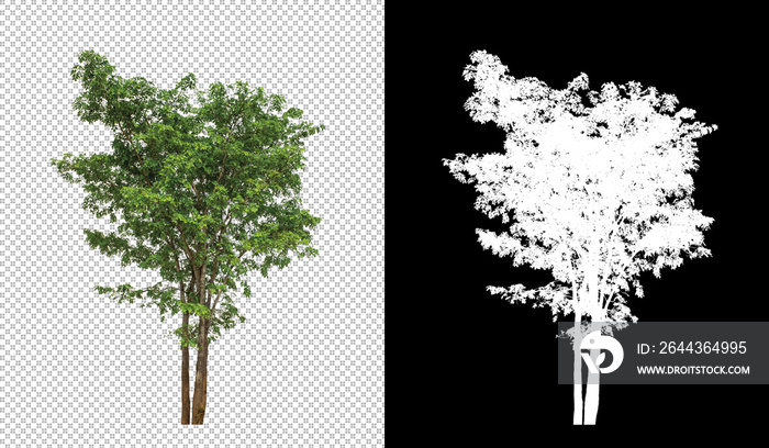 Tree on transparent picture background with clipping path, single tree with clipping path and alpha channel