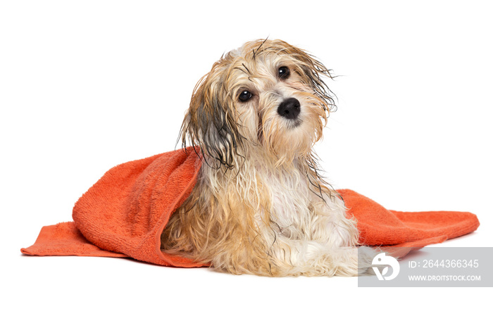 Cute bathed havanese puppy dog wrapped in an orange towel