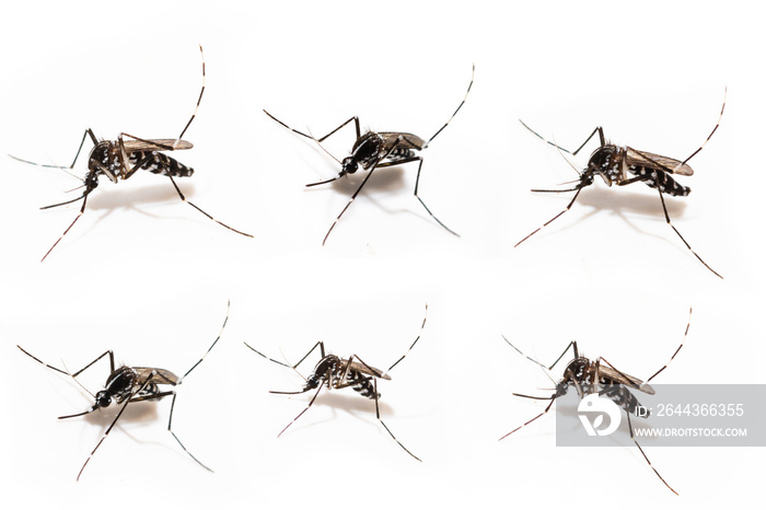 Aedes albopictus mosquito sucking blood on skin,Macro close up isolate on white background