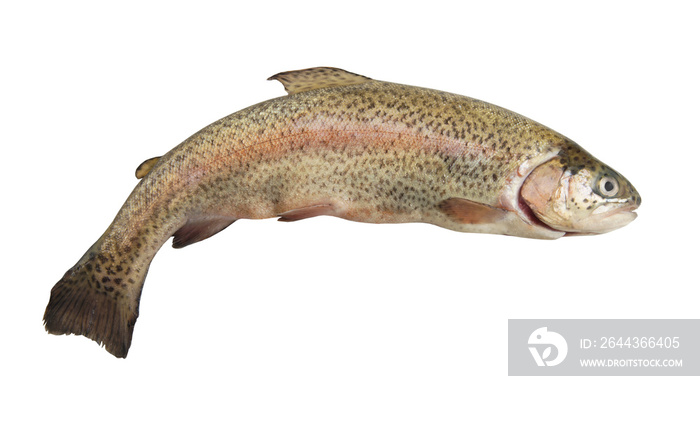 Rainbow trout isolated on white