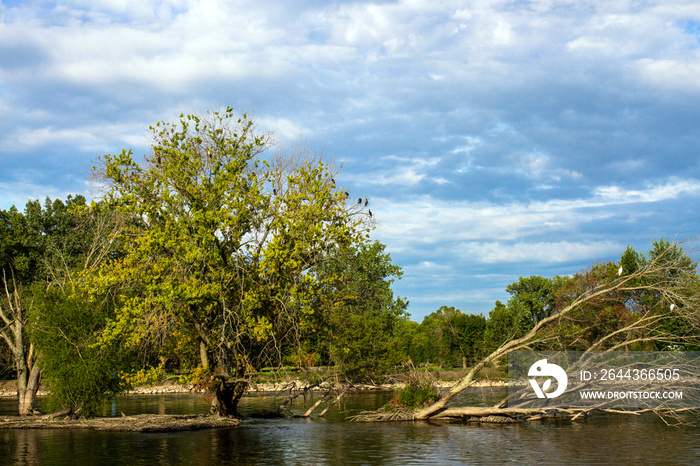 Egrets and Cormorants perch on trees in the Fox River in Illinois