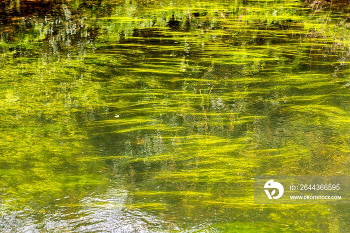 Green plants in the river stour near Canterbury in Kent. Could also make a good background