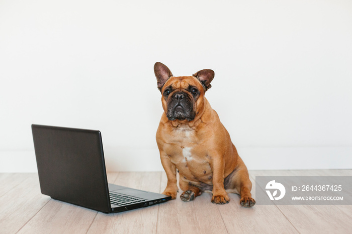 cute brown french bulldog working on laptop at home and feeling tired. Pets indoors, lifestyle and technology concept