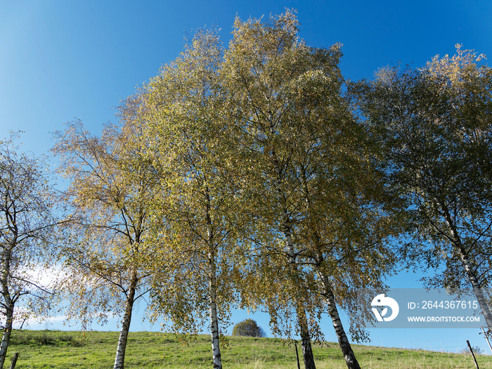 (Populus tremula) Row of European aspens with smooth white trunk and fine hanging branches covered of green, yellow and reddish foliage along a path under a blue autumn sky