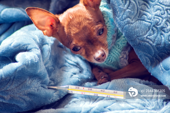 Small dog in blue sweater lies on bed wrapped in a blanket with thermometer beside it. Pets health and disease concept