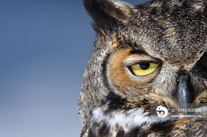 Close-up of a Great Horned Owl in New England in the snow