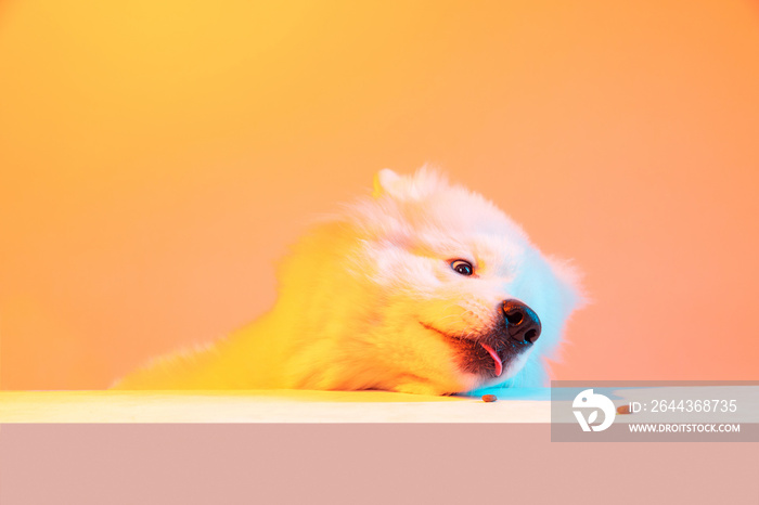Half-length portrait of adorable cute white Samoyed dog posing isolated on orange color background in neon light. Concept of animal, pets, care, fashion, ad