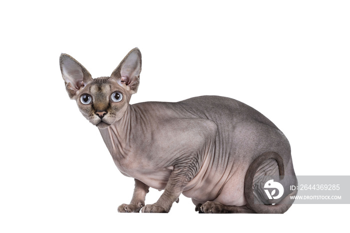 Young adult Sphynx cat, laying down side ways. Looking  at camera  with light blue eyes. Isolated cutout on transparent background. Tail curled against body.