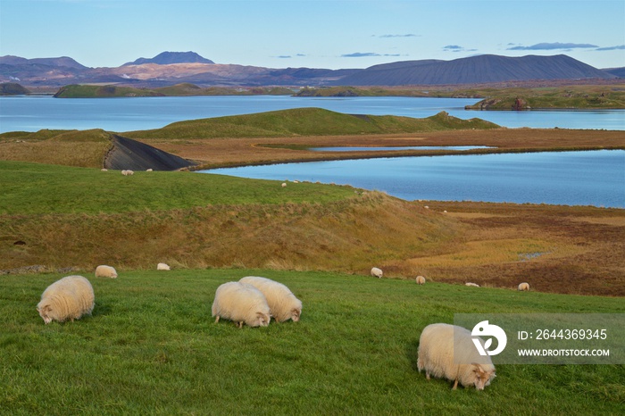 Sheeps eating grass with lake Myvatn at the background in Iceland