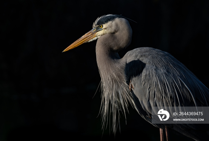 A great blue heron in Florida