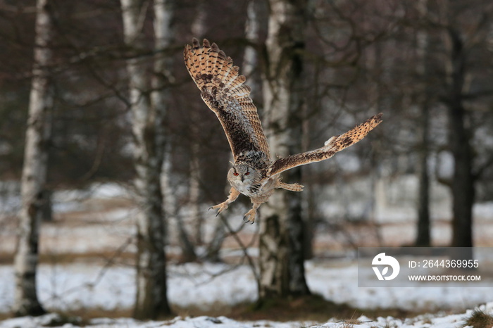 A huge, strong, blonde owl with huge orange eyes flying directly to the photographer on a white snowy trees background. Eurasian Eagle Owl, Bubo bubo sibiricus