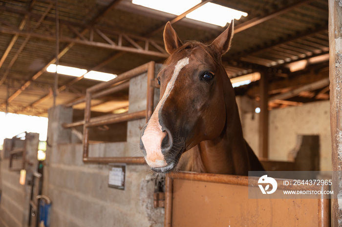 Head of horse looking over the stable doors