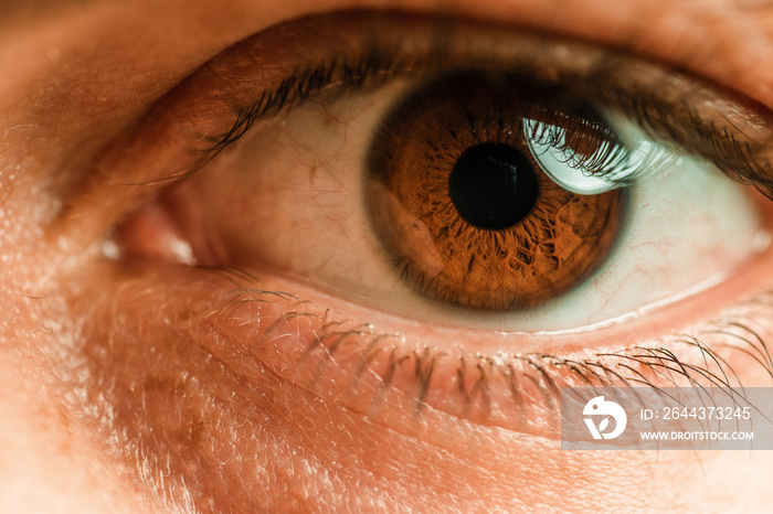 Close up, macro photo of human eye, iris, pupil, eye lashes, eye lids.