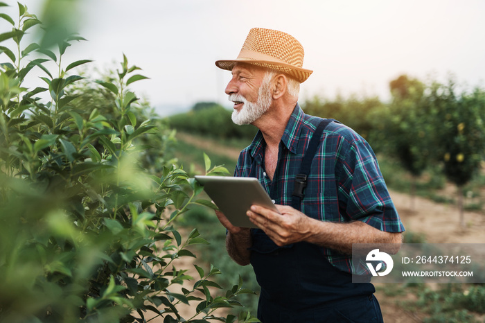 Sixty years old beard agronomist inspecting trees in orchard and using tablet computer.