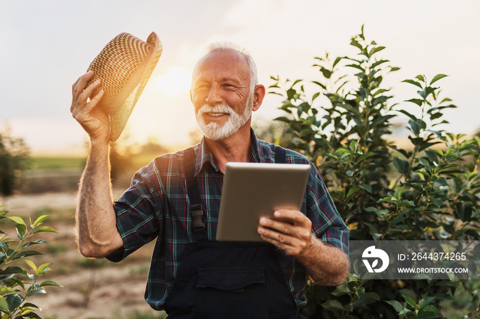 Sixty years old beard agronomist inspecting trees in orchard and using tablet computer.