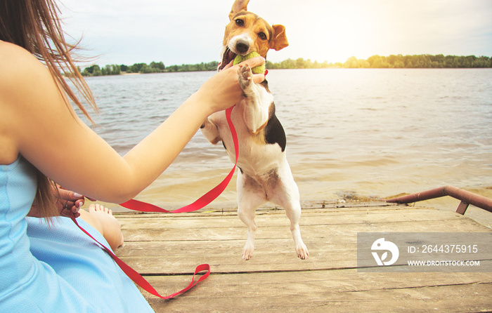 Funky Jack Russel Terrier. Portrait of attractive young woman playing with dog on pier while her dog is jumping and catching ball in the air.