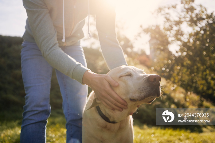 Man stroking his old dog. Contented dog enjoying sunny autumn day with his pet owner..