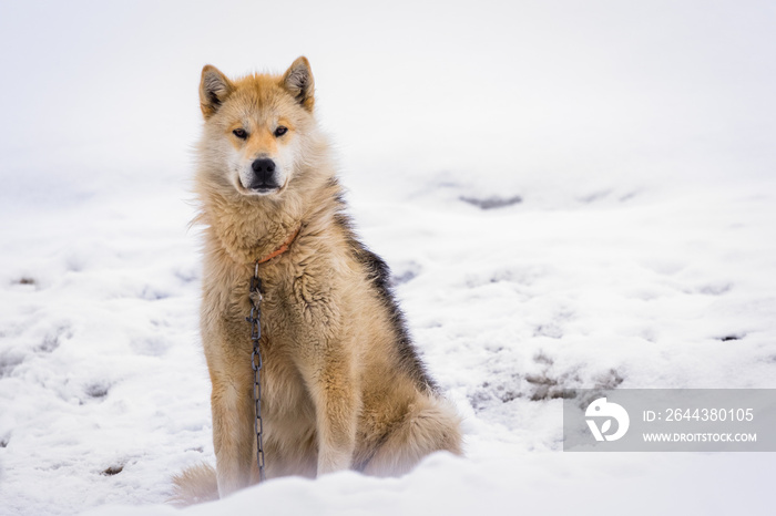 Greenlandic polar sledding dog sitting on the chain in snow, Sisimiut, Greenland