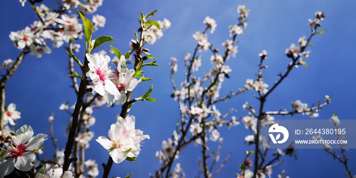 Beautiful pink almond blossom flower in bloom, tree in early spring on blurry background