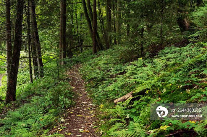 Hiking trail with ferns and dense lush vegetation in a forest.