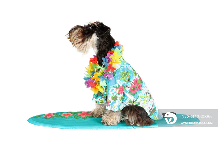 dog with a Hawaiian collar around his neck in surfboard isolated on white