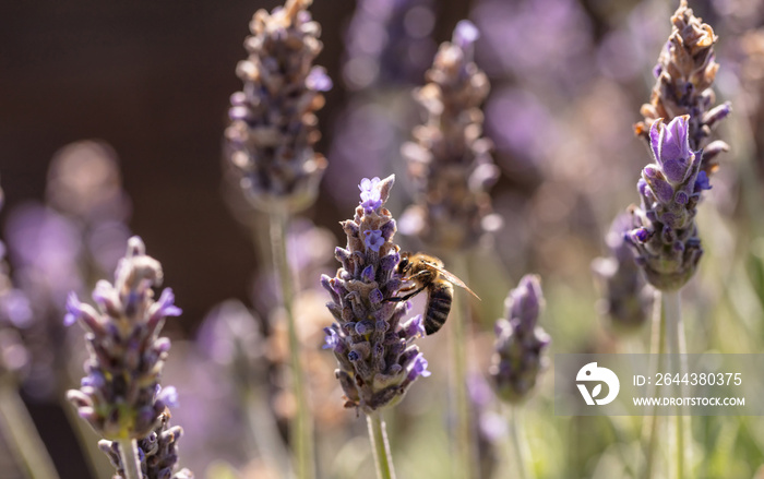 Bee on a lavender flower, Closeup view of a bee pollinating a lavender blossom