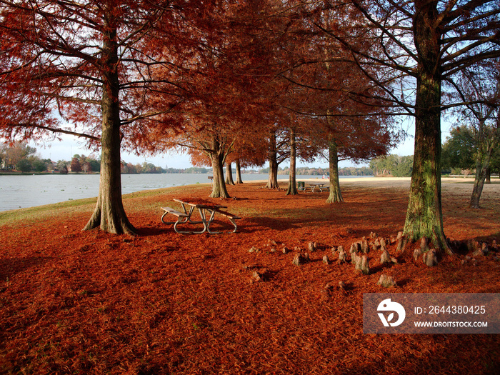 View of Cypress trees with red leaves at University Lake, Baton Rouge, Louisiana, USA