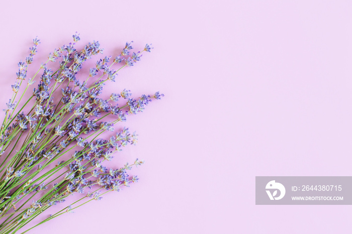 Beautiful lavender floers on a violet pastel background.